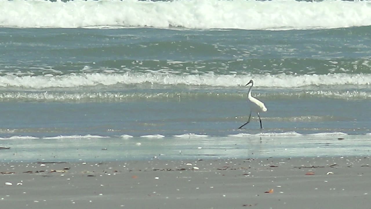 White egret mid-stride on reflective wet beach sand.