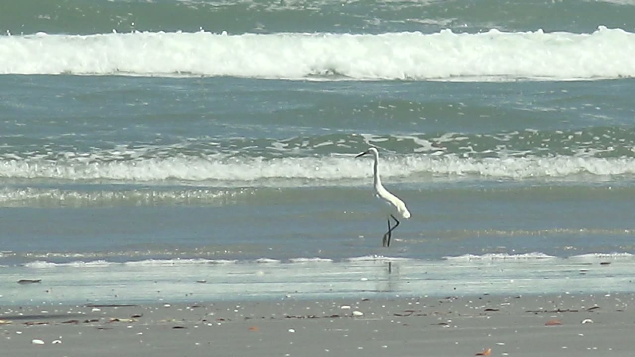 At 0:02, the egret appears near the right side of the La Bocana beach frame, with its legs in shallow water and white foam bands crossing the background, no visible people.