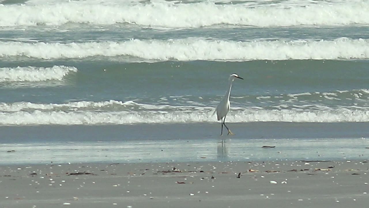A white heron walks left to right across wet sand at La Bocana, Baja California Sur, with foamy ocean waves behind it and no visible people.