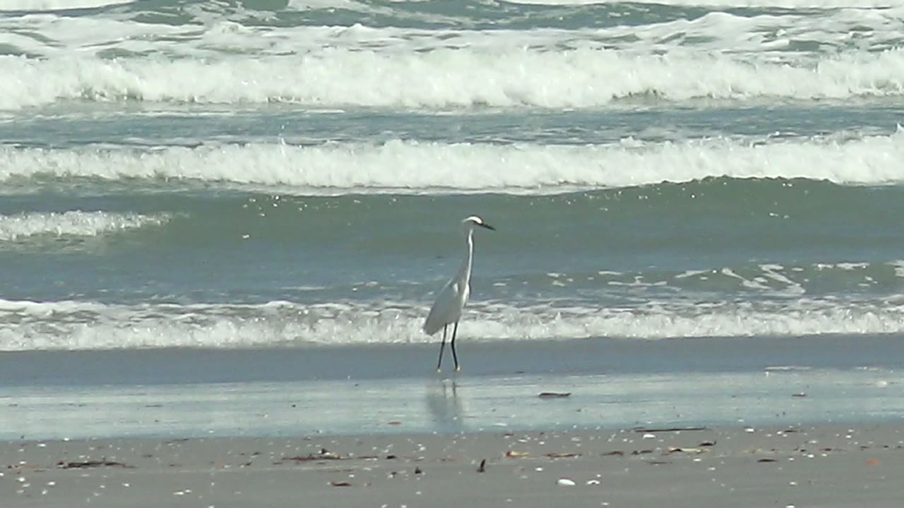 White heron standing near shallow surf on sandy beach.
