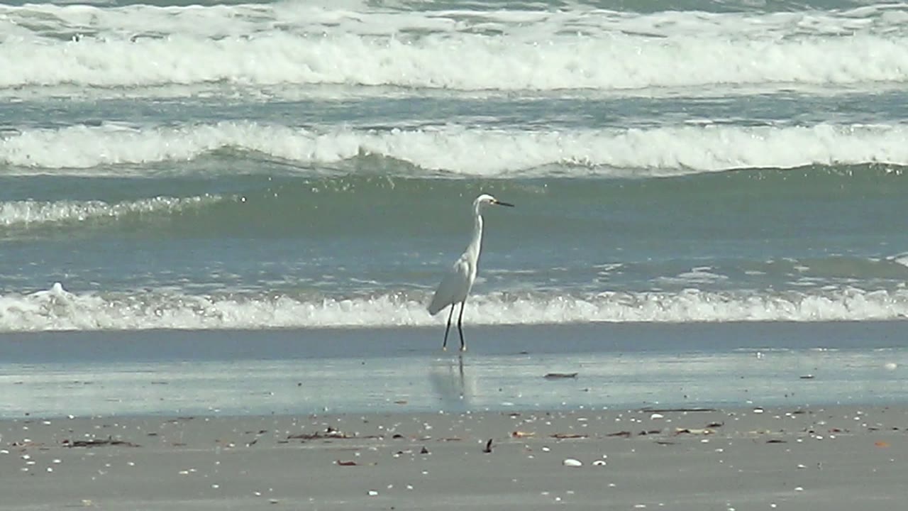 A white heron appears near the right side of the La Bocana beach frame, standing on wet sand in front of stacked bands of white ocean foam, with no visible people.