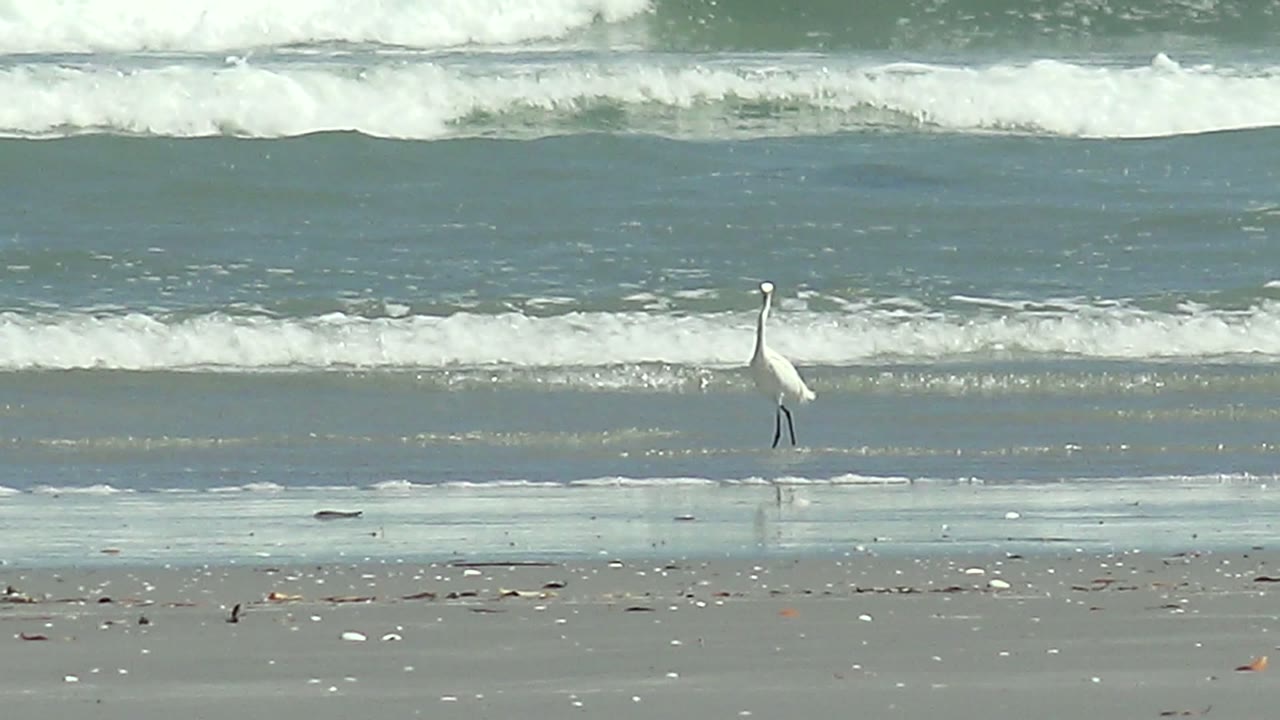 At 0:00 in La Bocana, Baja California Sur, a white heron stands left of center on reflective wet sand as low surf breaks behind it, with no visible people.