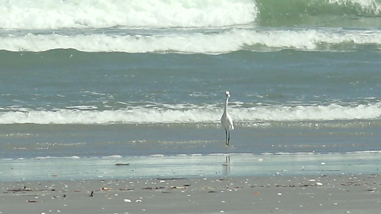 White heron centered on wet beach in front of ocean surf