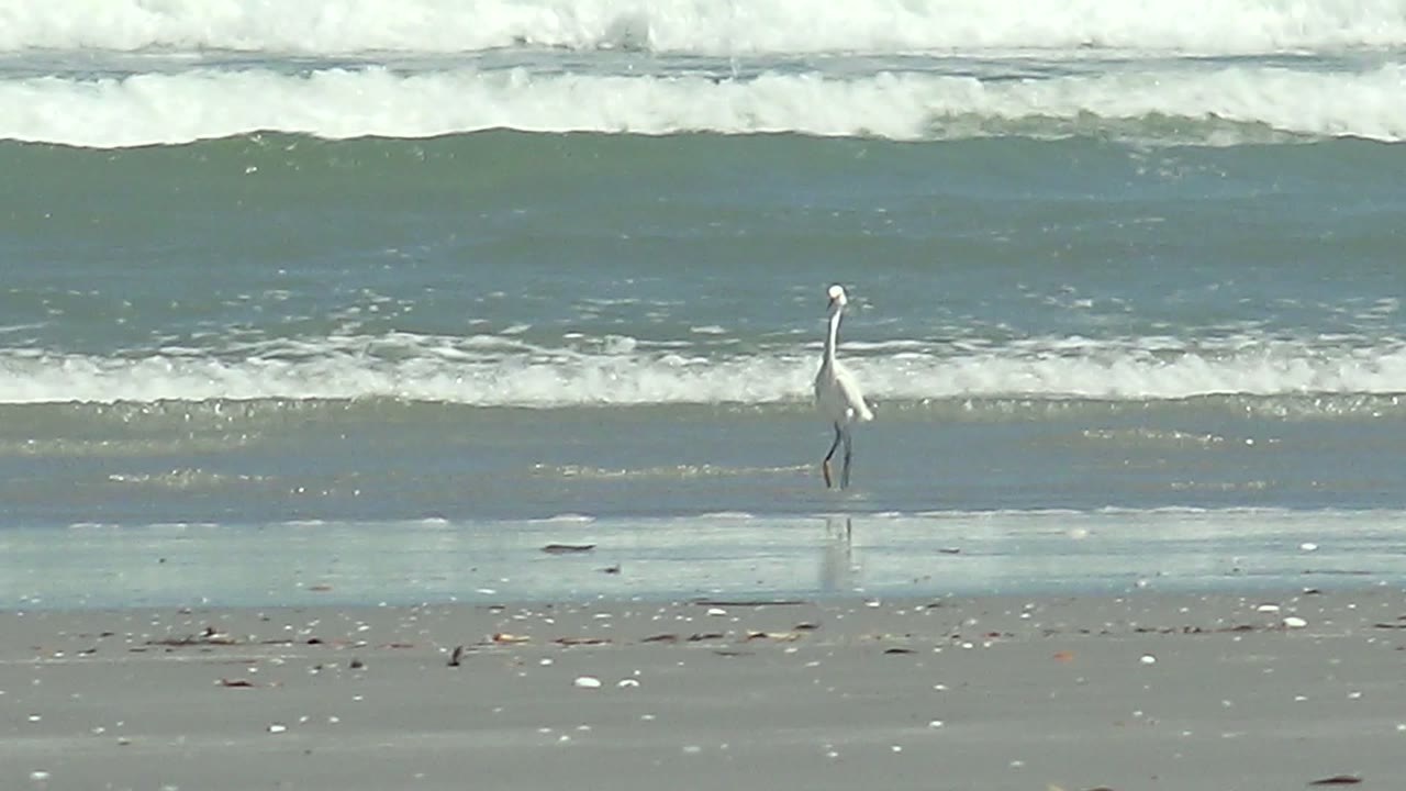 At 0:02 in La Bocana, Baja California Sur, the heron is near the right edge of the frame on wet sand as bright foam lines roll across the ocean background, with no visible people.