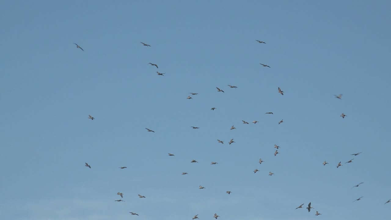 A scattered flock of birds crosses the upper sky in La Bocana, Baja California Sur, with open blue background and no visible people.