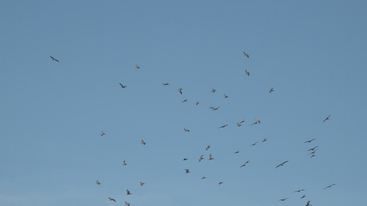 Loose bird flock spread across blue sky.