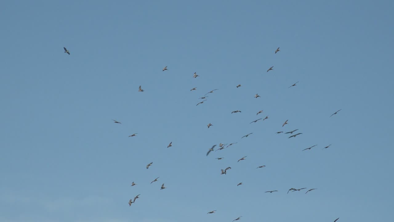 Small clusters of birds glide through the clear La Bocana sky, with the densest group near the right side and no visible people.
