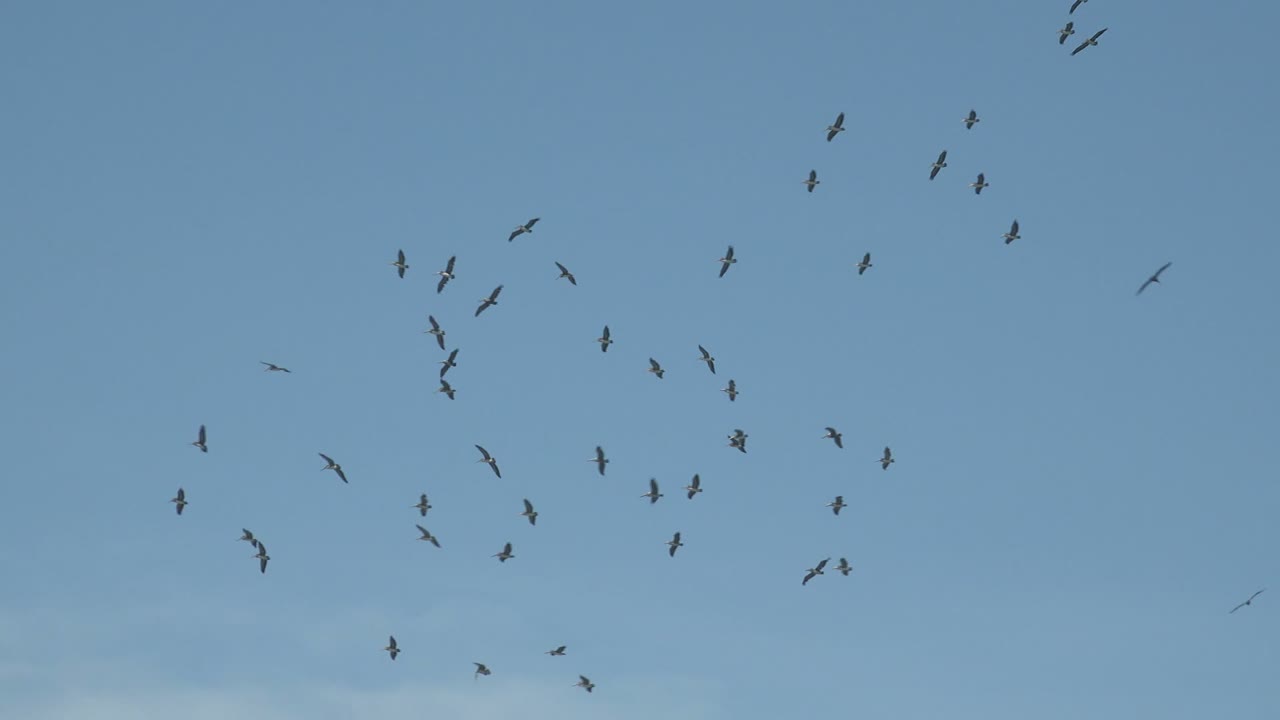 Scattered birds fly high across a blue sky over La Bocana, Baja California Sur, with faint cloud texture and no visible people.