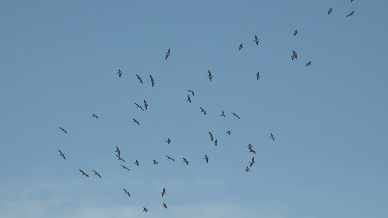 Birds circling in loose groups against blue sky