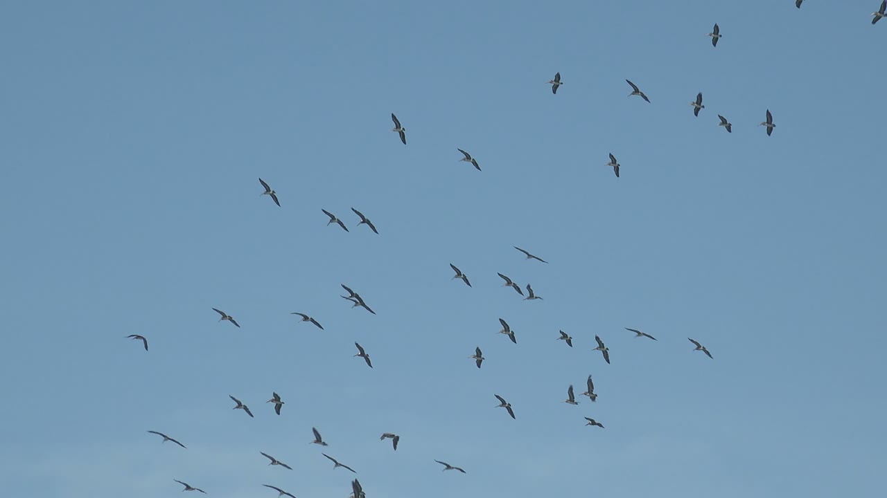 Many birds are spread across a wide blue sky in La Bocana, Baja California Sur, with the densest cluster near the upper right and no visible people.
