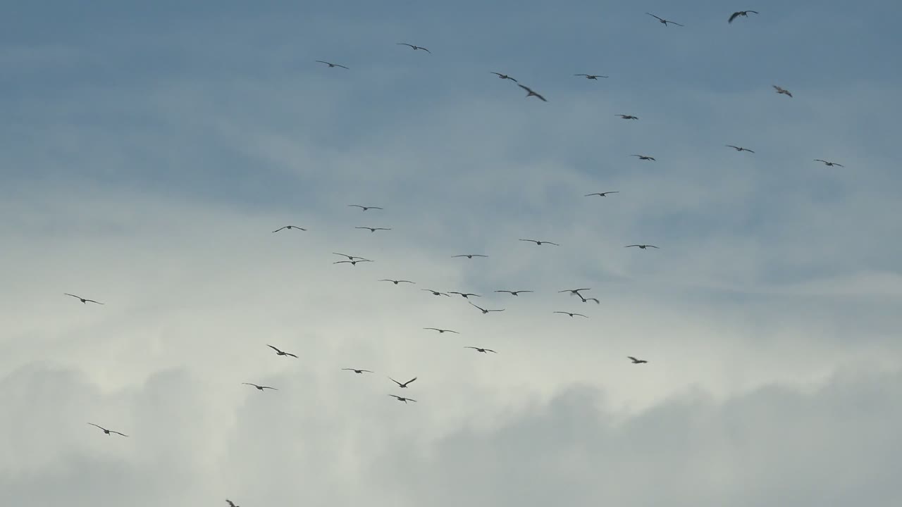 A wide sky frame in La Bocana, Baja California Sur shows many small birds spread across blue-gray clouds, with no visible people.