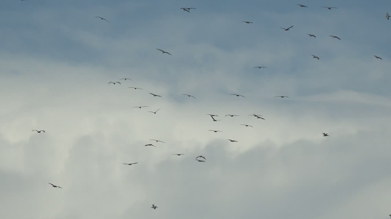 Birds flying beneath a broad gray cloud layer.