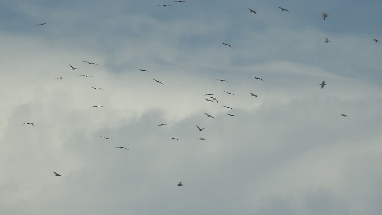 A loose flock crosses pale white and gray clouds over La Bocana, Baja California Sur, with no horizon and no visible people.
