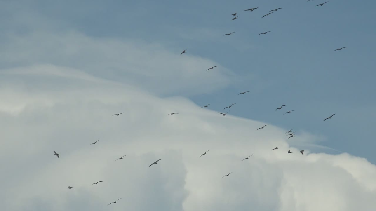 At 0:00, small bird silhouettes spread across a blue and white cloud-filled sky in La Bocana, Baja California Sur, with no visible people.