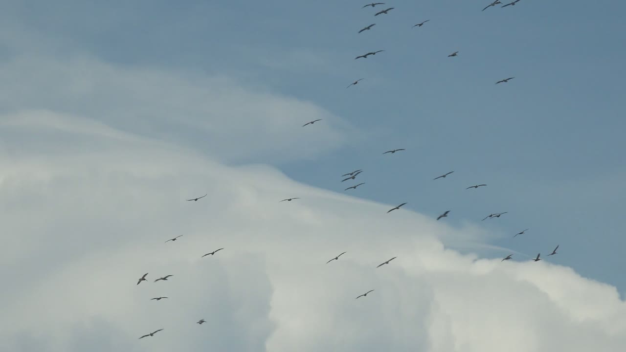 Birds flying across a blue sky above a bright cloud bank.
