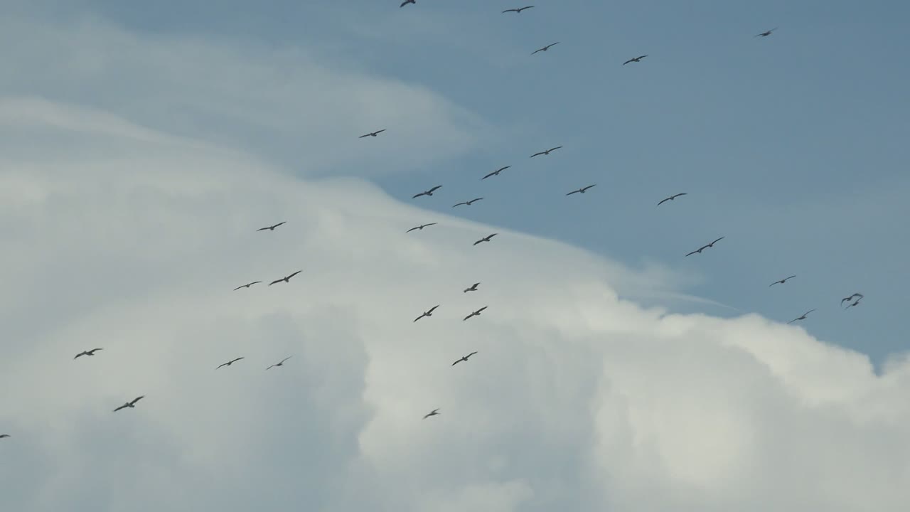 At 0:02, scattered birds sit across the upper and middle sky while a large white cloud mass fills the lower frame in La Bocana, with no visible people.