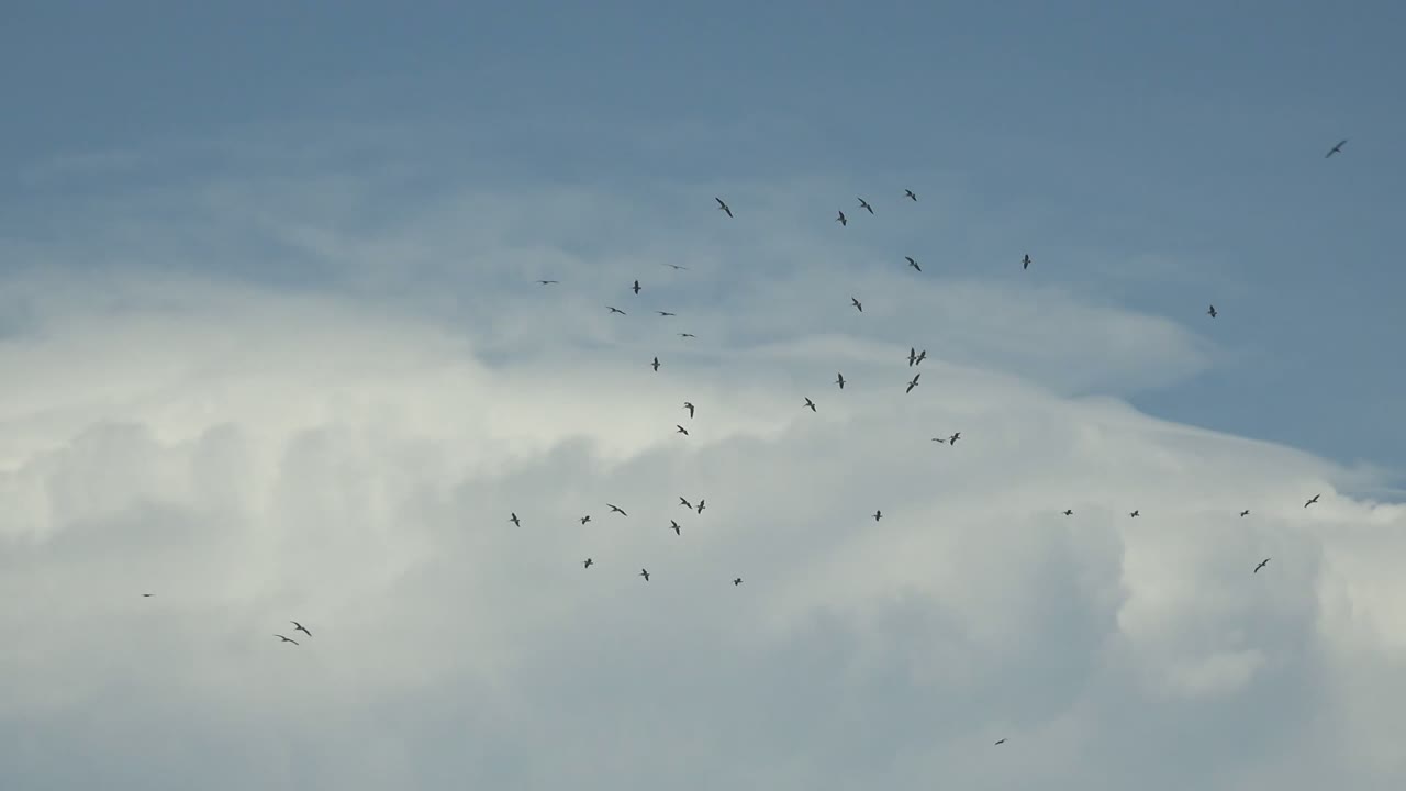 A scattered flock of small dark birds flies above broad white clouds over La Bocana, Baja California Sur, Mexico, with no visible people.