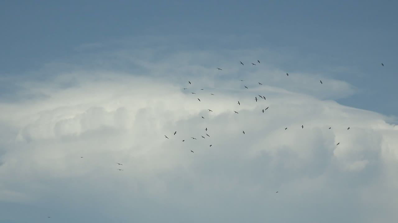 Small birds crossing a blue sky over a bright cloud bank.