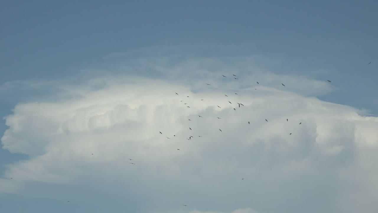 A thinner spread of small birds appears above and around a rounded white cloud against pale blue sky in La Bocana, Baja California Sur, with no visible people.