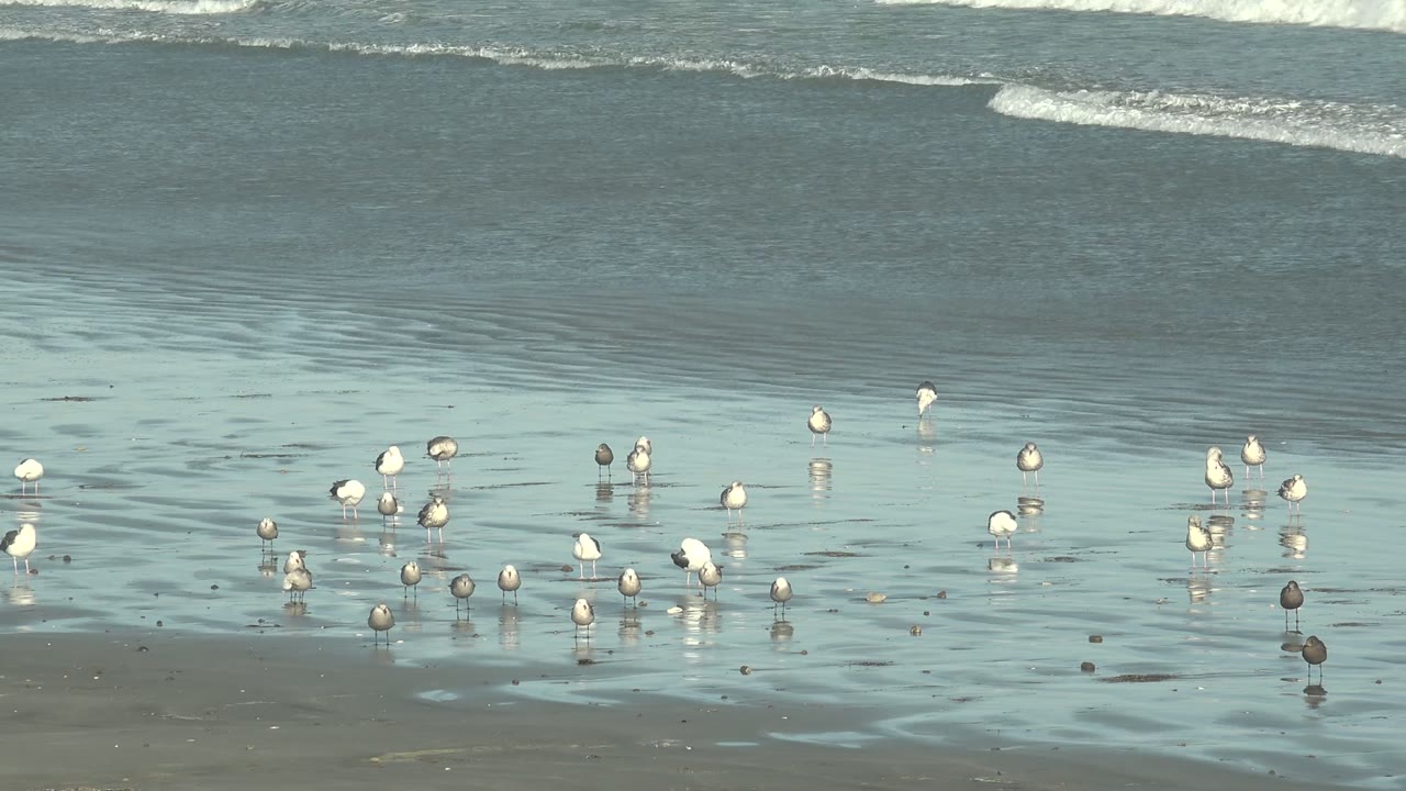 At 0:00, shorebirds stand in loose groups on reflective wet sand at La Bocana, Baja California Sur, with white surf bands in the background and no visible people.