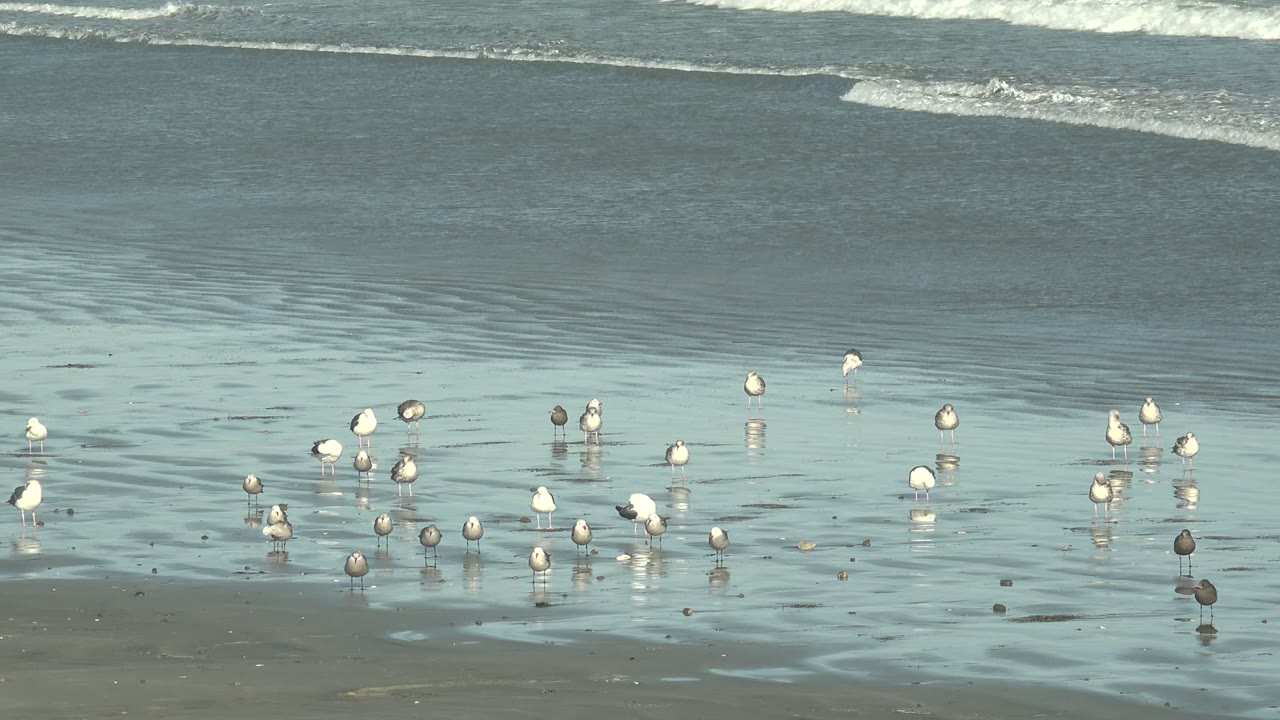 Small shorebirds on reflective beach sand below gentle surf lines.