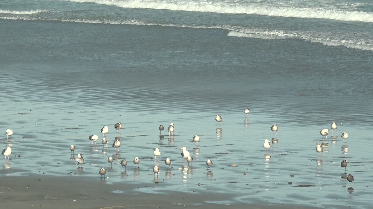 At 0:02, clustered shorebirds and a few isolated birds stand on glossy wet sand at La Bocana, Baja California Sur, with pale reflected sky color and no visible people.