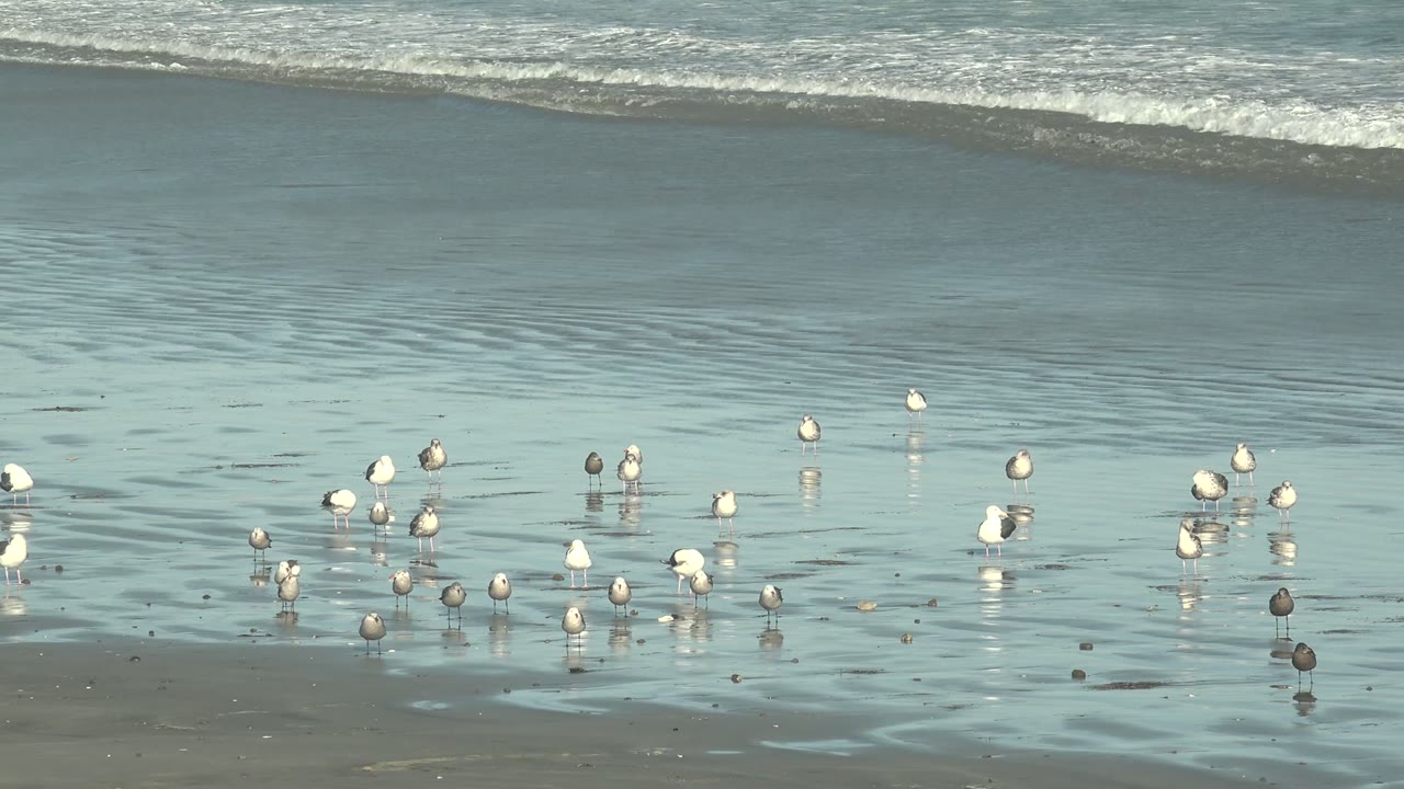 Seagulls gather across reflective wet sand at La Bocana, Baja California Sur, with shallow water and a soft surf line behind them, no visible people.