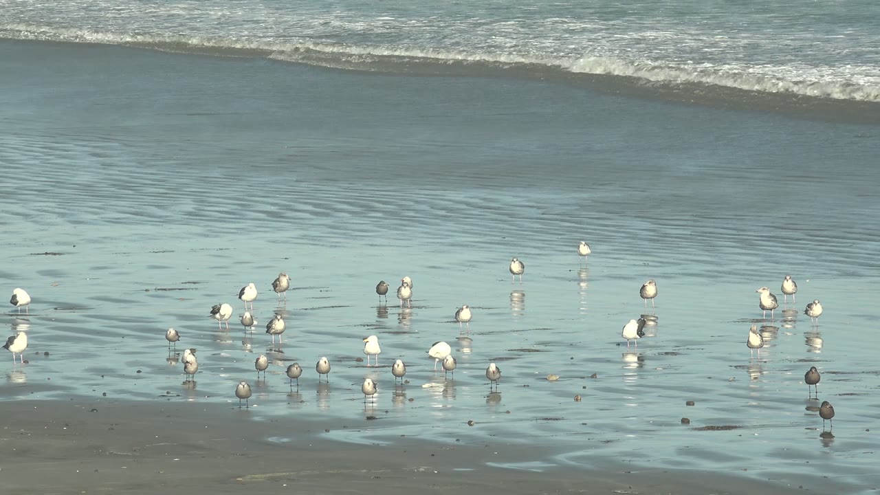Beach birds scattered across wet sand as a wave rolls in the background.