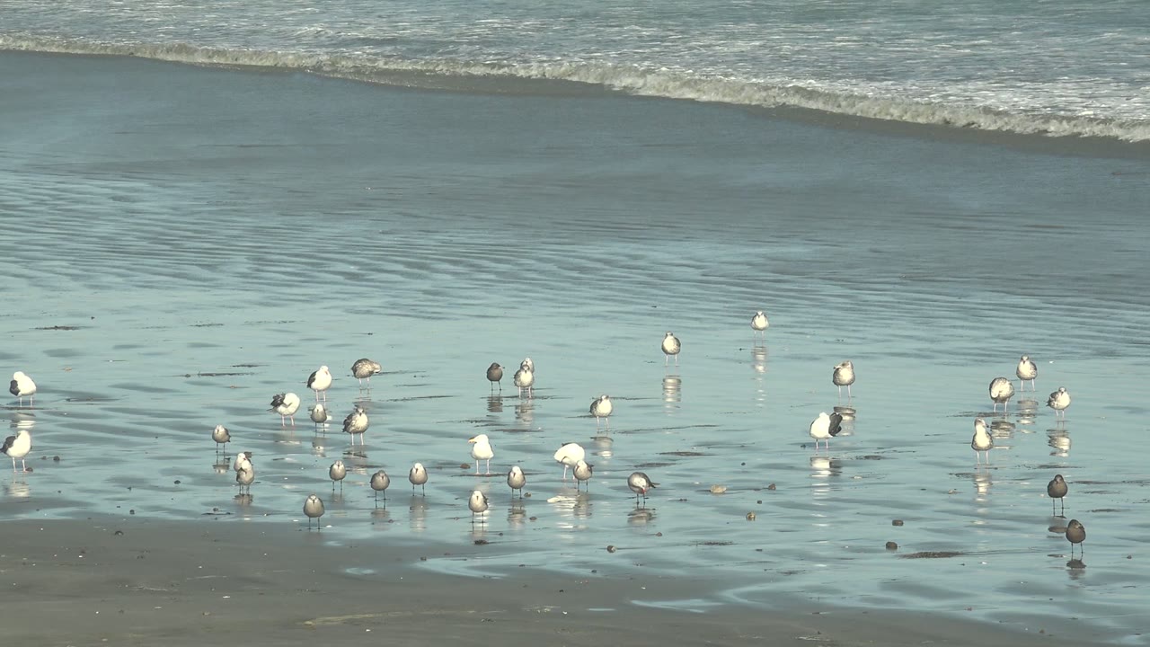 A loose cluster of seagulls remains near the lower frame at La Bocana as pale ocean foam stretches behind them, no visible people.
