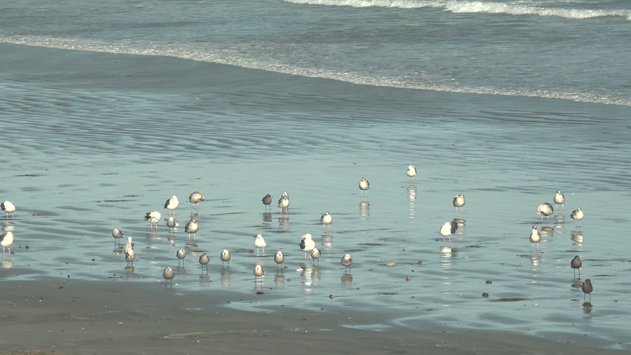Seabirds and shorebirds stand across reflective wet sand at La Bocana, Baja California Sur, with shallow surf behind them and no visible people.