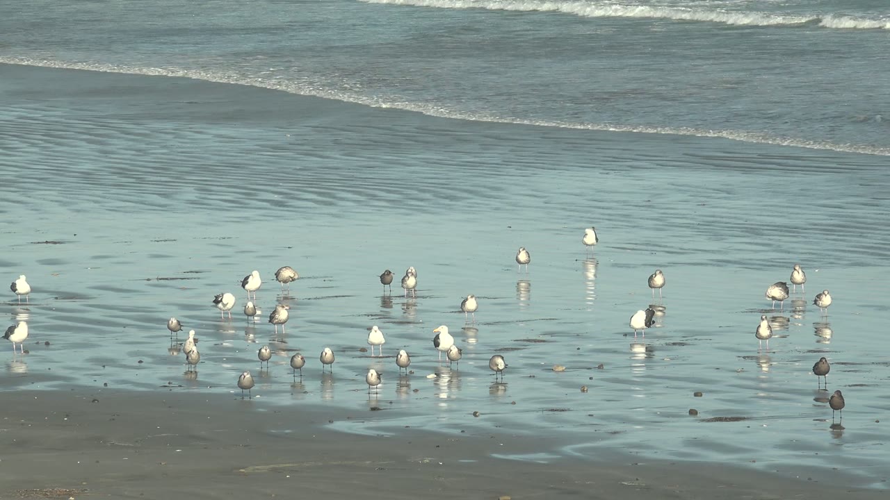 A loose cluster of shorebirds stands in shallow water at La Bocana while pale reflections show on the wet sand and the surf line sits high in frame, with no visible people.