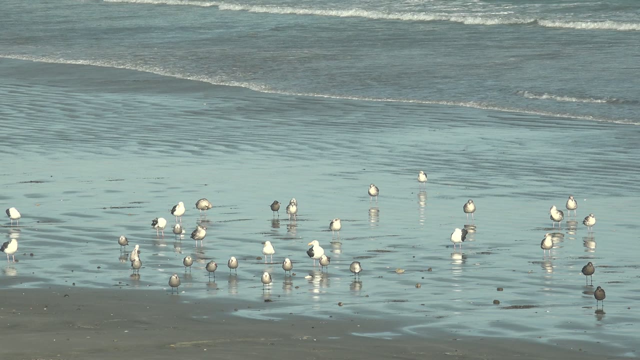 Birds wade and stand on the reflective La Bocana shoreline as a thin foamy wave band crosses the upper background, with no visible people or structures.
