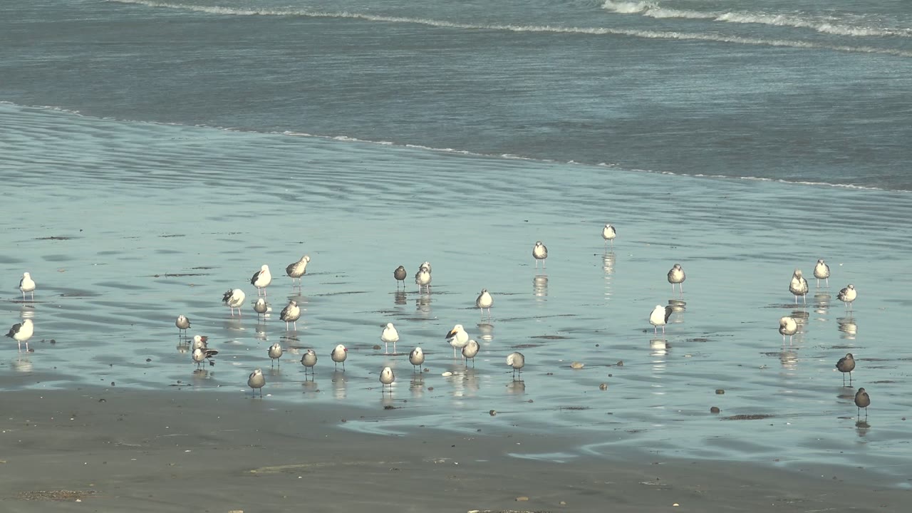 Seabirds gather in shallow reflective water on the wet sand at La Bocana, Baja California Sur, with low surf behind them and no visible people.