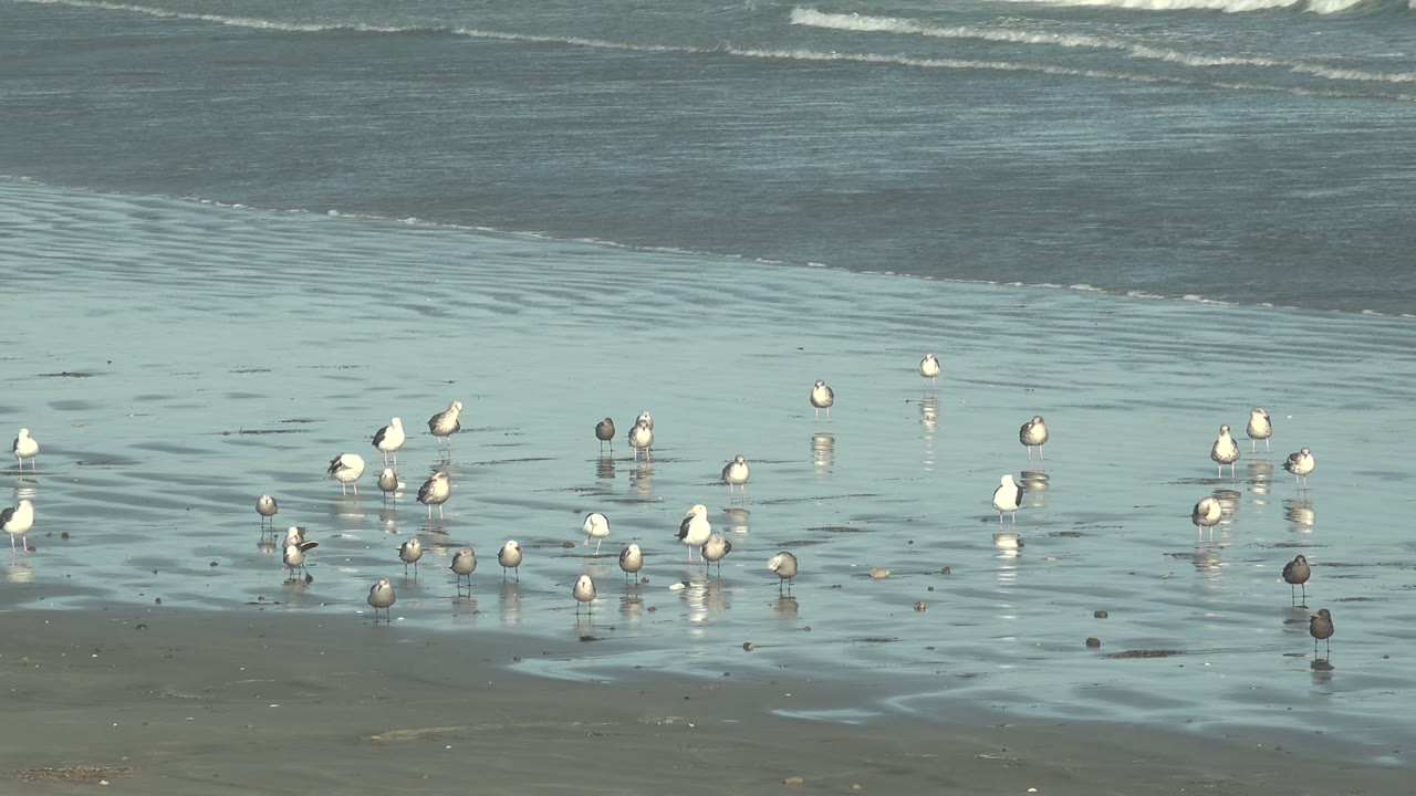 A small flock of seabirds stands and shifts in shallow beach water at La Bocana, with pale wave lines across the upper frame and no visible people.