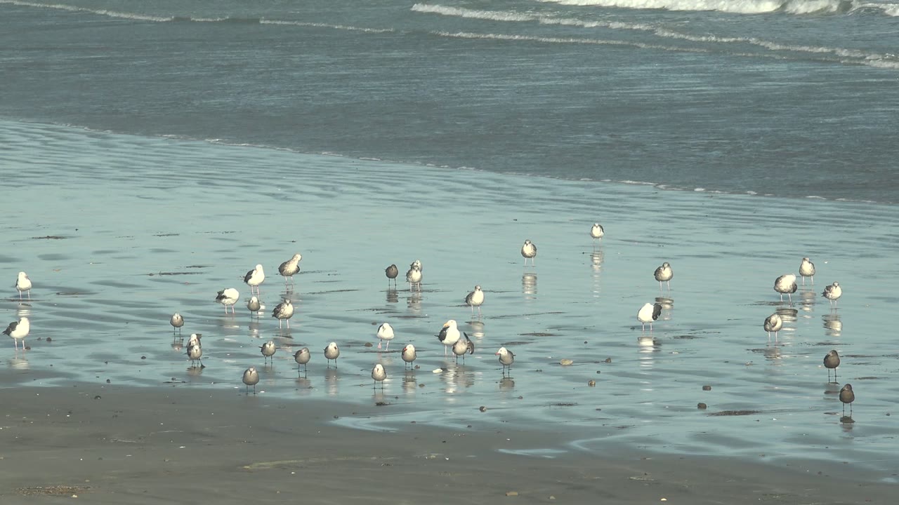 Seabirds are spread across the reflective shallows on the La Bocana beach, with a smooth wet-sand surface and narrow surf bands in the distance, no visible people.