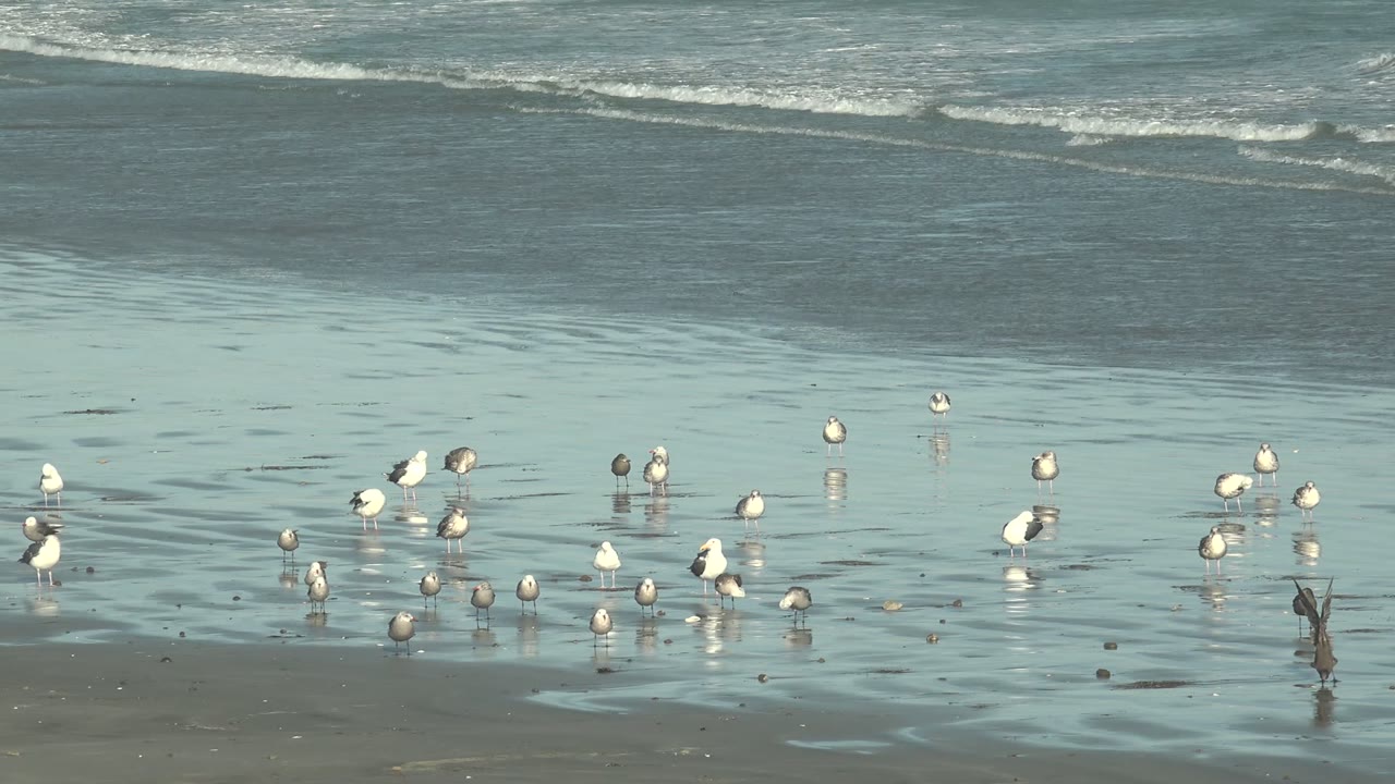 Seagulls are spread across reflective wet sand at La Bocana, Baja California Sur, with low ocean waves in the background and no visible people.