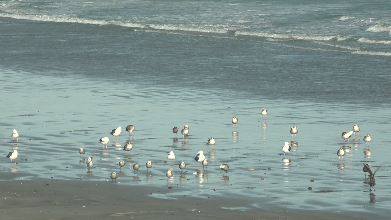 Clustered seagulls on reflective shoreline sand near gentle surf.