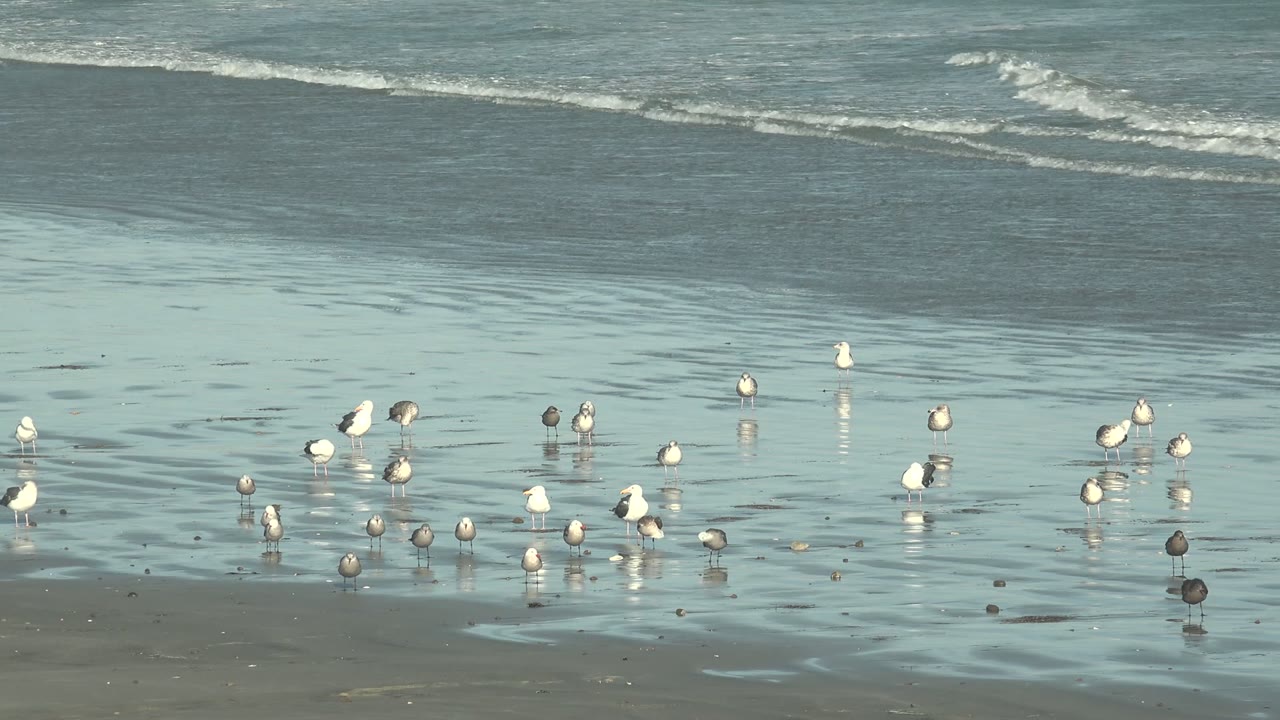 Scattered seagulls occupy the lower shoreline at La Bocana as small white waves roll across the upper background, with no visible people.