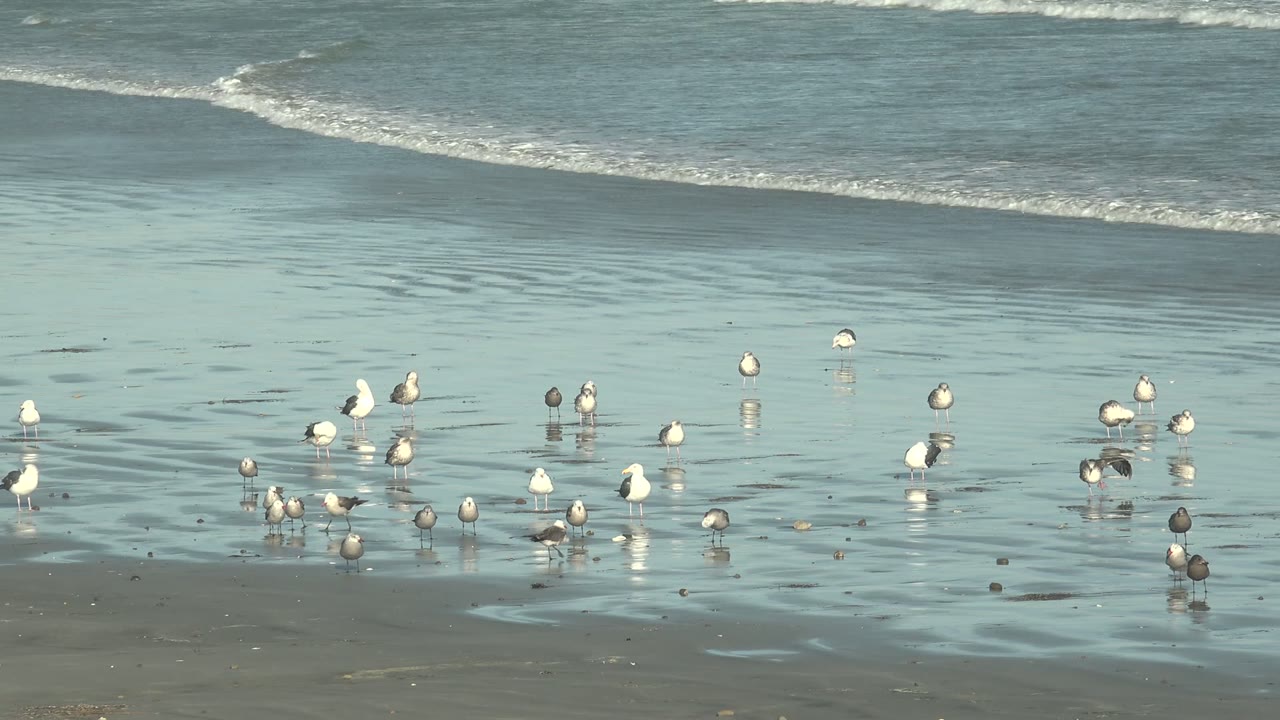 Seagulls are scattered across reflective wet sand at La Bocana, Baja California Sur, with shallow blue water and low surf behind them and no visible people.