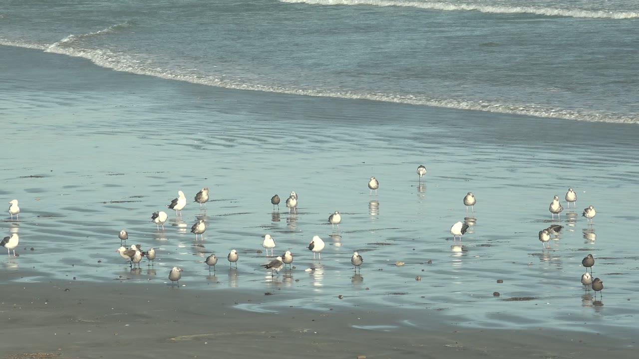 Groups of gulls wading on wet sand as waves roll in behind.