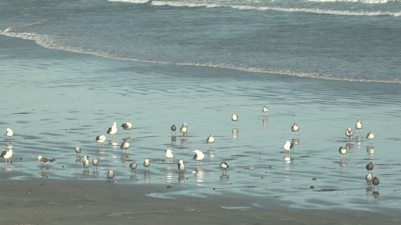 Several white and gray gulls remain spread along the shallow La Bocana shoreline as pale water ripples behind them, with no visible people.