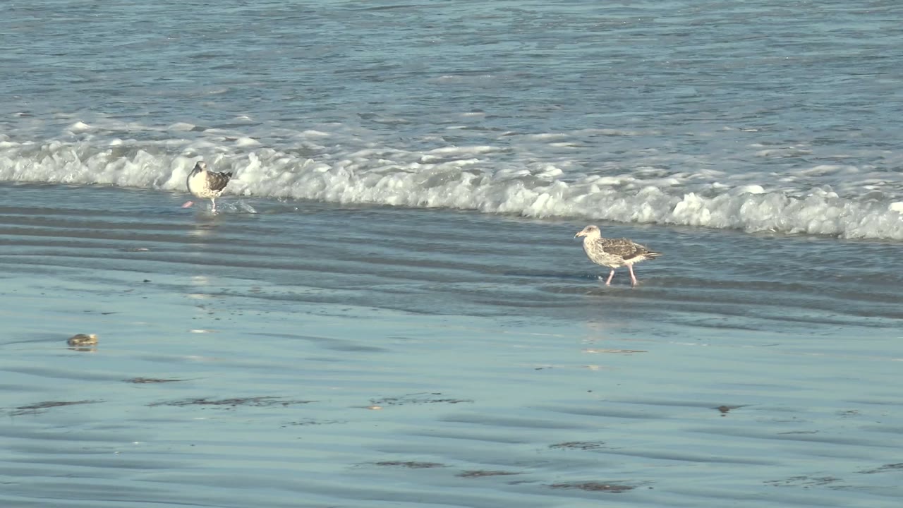 Several seagulls stand and walk on reflective wet sand at La Bocana, Baja California Sur, with a low wave line behind them and no visible people.