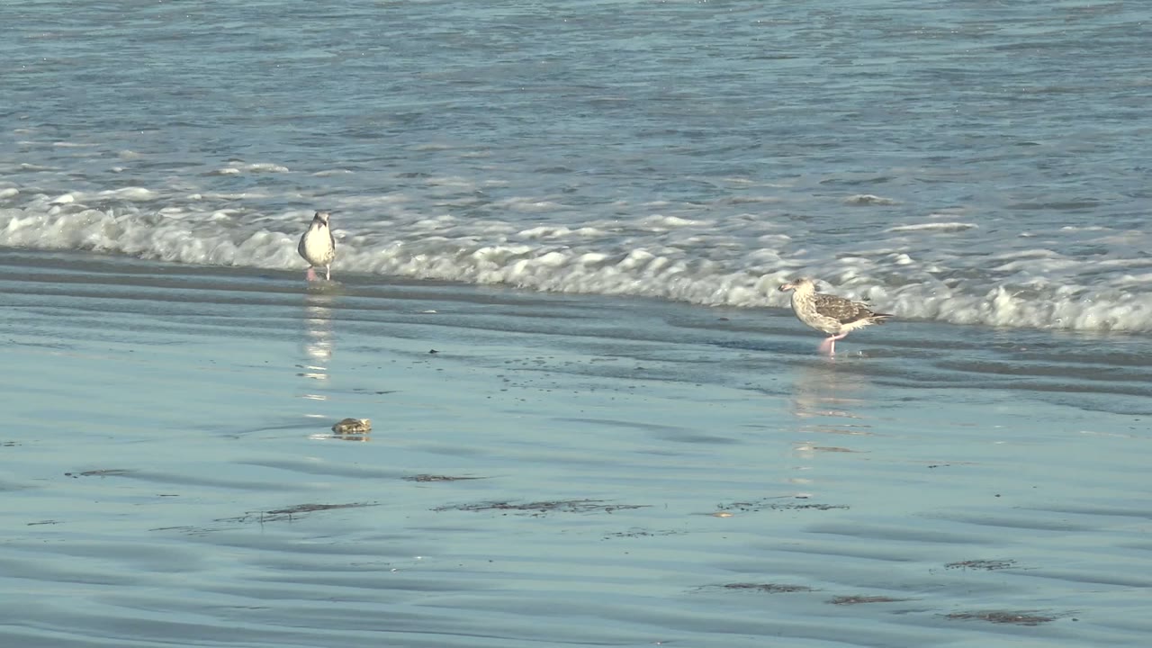 Seagulls spaced across wet sand with shallow water behind them.