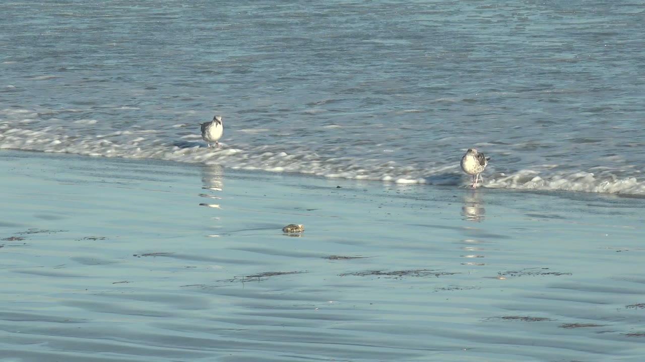 A small group of seagulls remains near the receding surf at La Bocana, Baja California Sur, with pale foam and smooth wet sand reflecting the birds, no visible people.