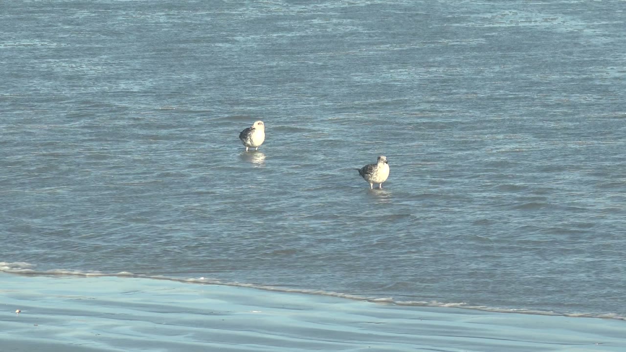 Two seagulls stand apart in shallow blue coastal water at La Bocana, Baja California Sur, with small ripples around their legs and no visible people.