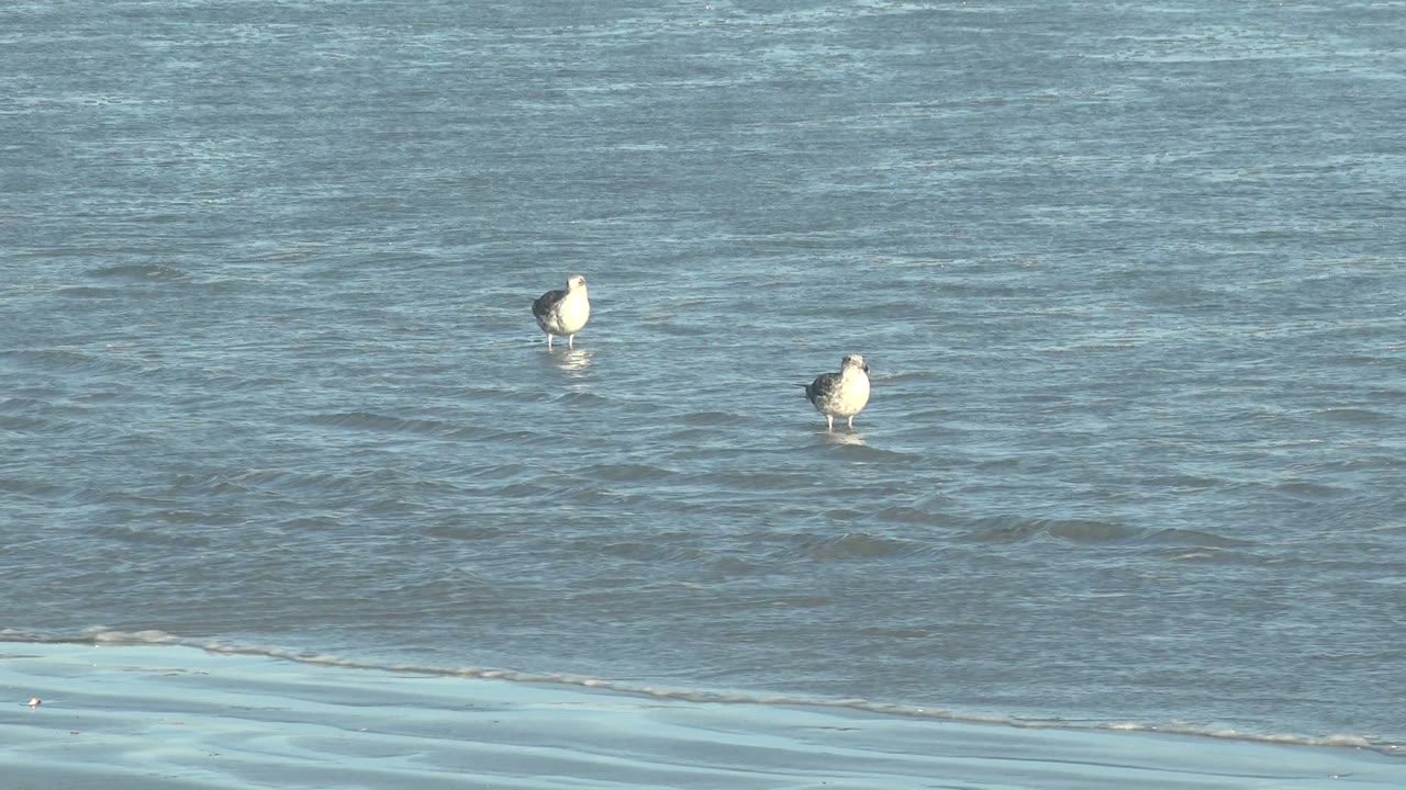 Two seagulls wading near a thin foam line.