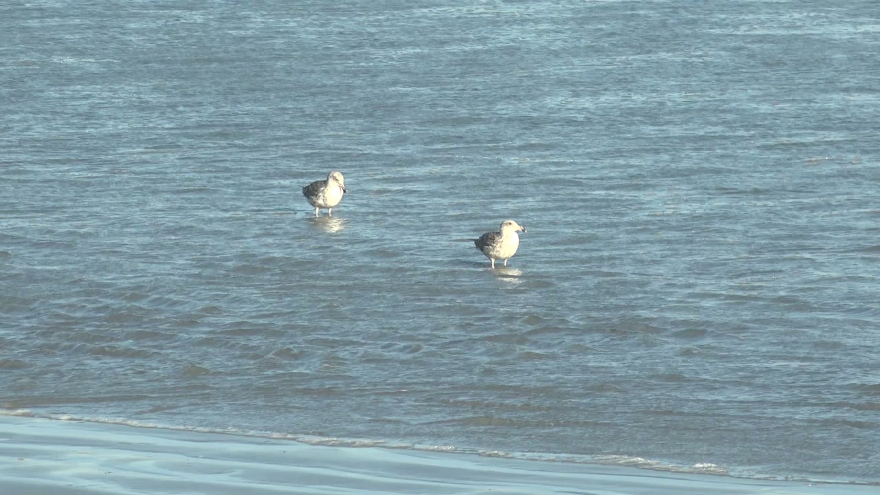 Two seagulls stand far apart in shallow La Bocana water, with blue-gray ripples filling the frame and no visible people.