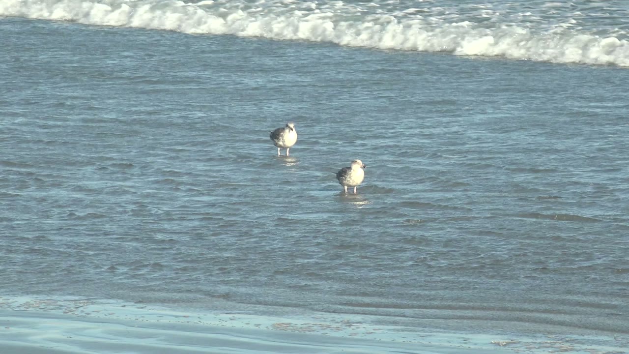 Two seagulls stand apart in shallow ocean water at La Bocana, Baja California Sur, with small breaking waves behind them and no visible people.