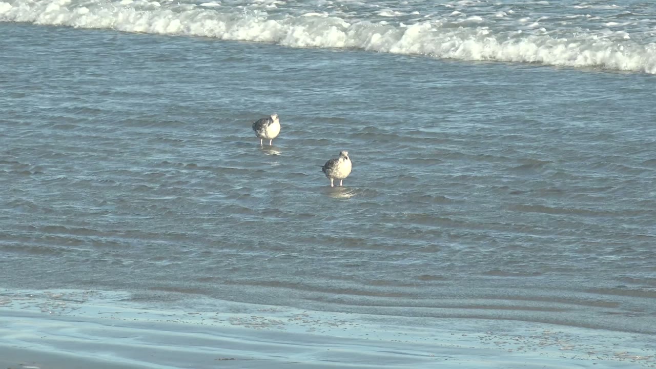 Two seagulls in shallow water with foam behind