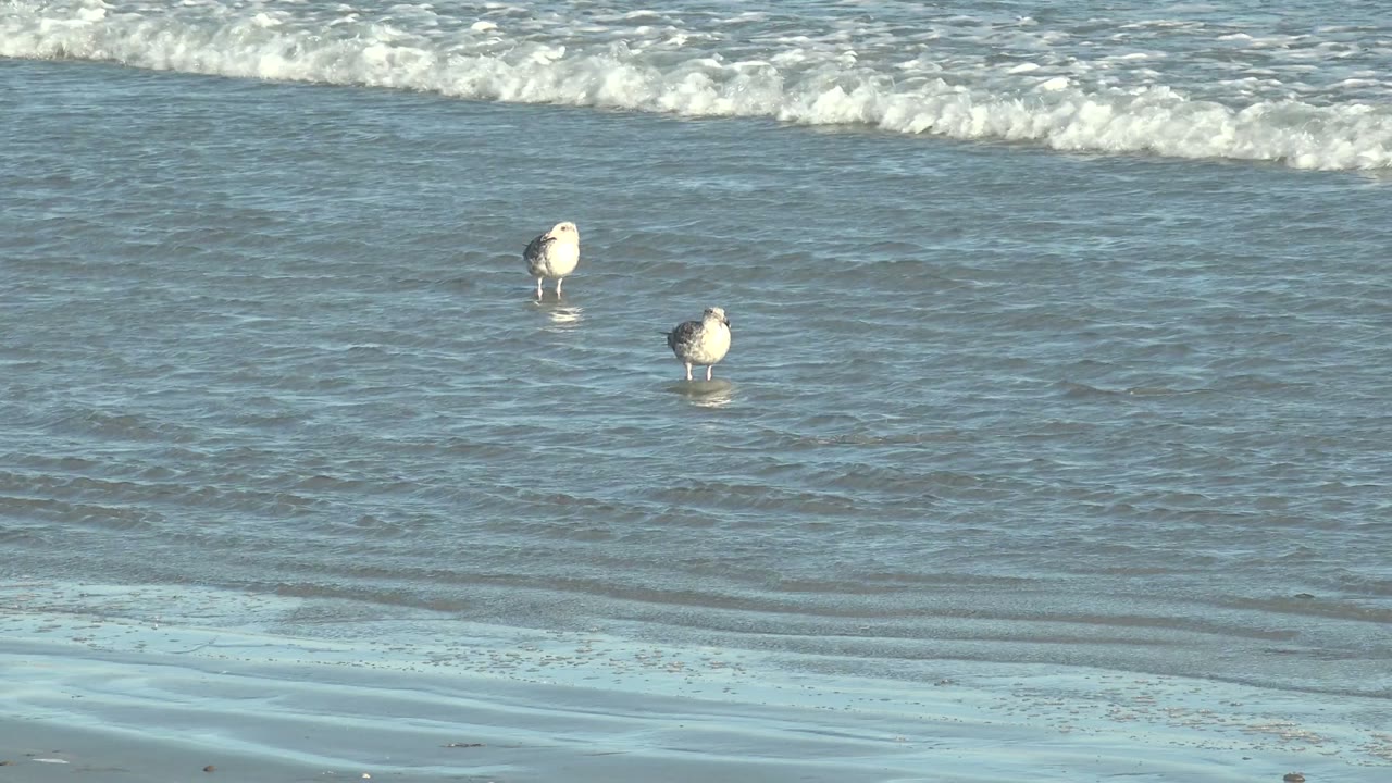 Two seagulls wade in shallow water at La Bocana, Baja California Sur, with one bird slightly ahead of the other and low waves rolling behind, with no visible people.